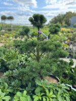 Formuota pušis Nr. 10