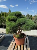 Formuota pušis Nr. 15