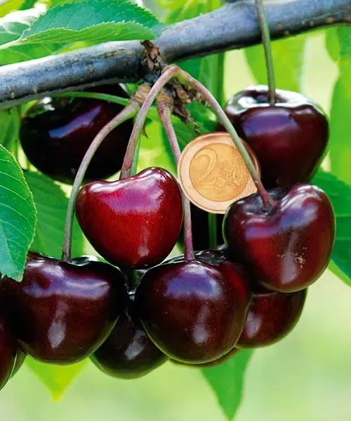 tresne carmen stambiavaise