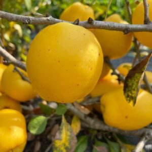 cido bespyglis svarainis