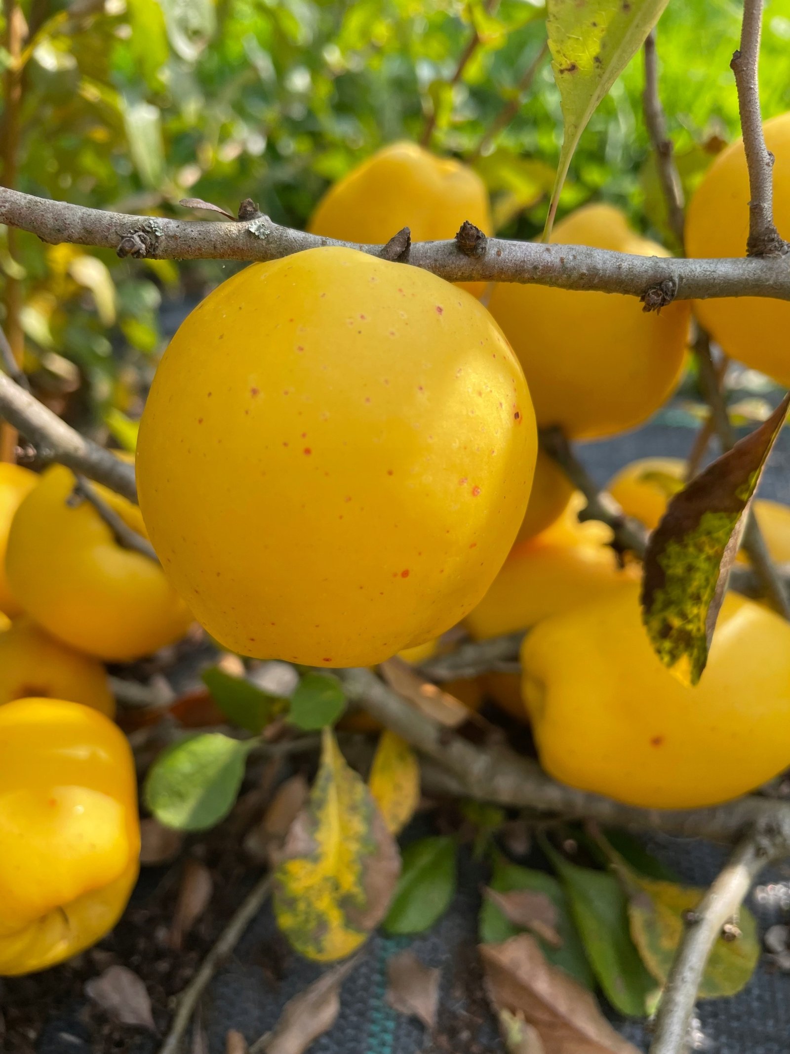 cido bespyglis svarainis cido bespyglis svarainis