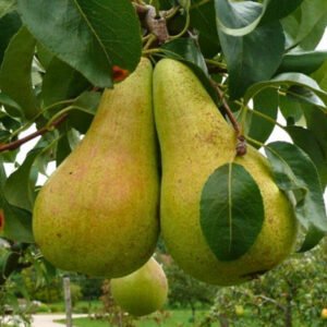 concorde kolonine kriause