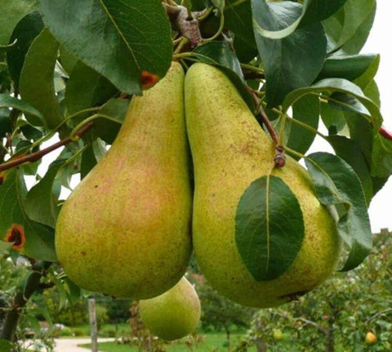 concorde kolonine kriause