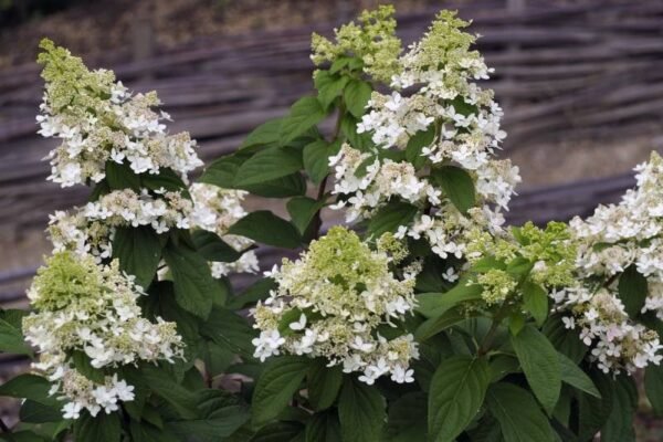 Šluotelinė hortenzija 'CONFETTI' - Image 2