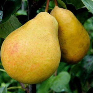 corolla kolonine kriause