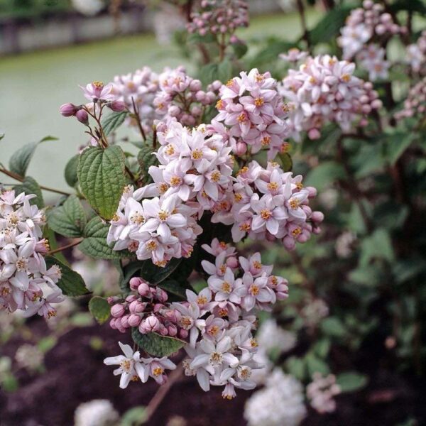 Deucija (radastas) „Mont Rose“ - Image 3