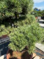 Formuota pušis Nr. 19 - Image 2