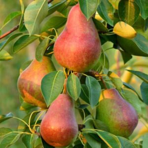 dekora kolonine kriause