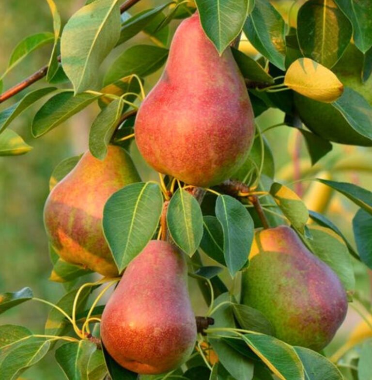 dekora kolonine kriause