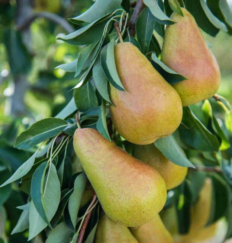 dwarf kolonine kriause