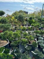 Formuota pušis Nr. 7