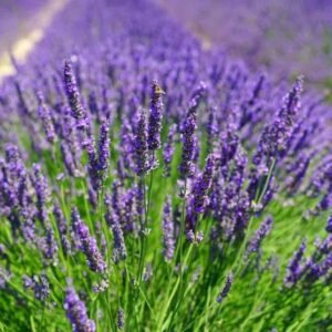 essence purple levanda