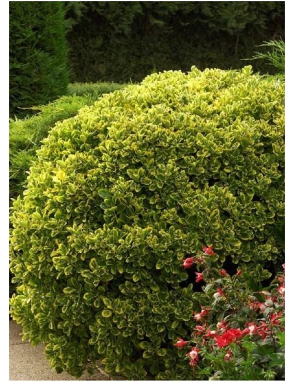 Ožekšnis japoninis „Aureomarginatus“ - Image 3