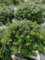 Formuotas bugienis Nr. 14 - Image 2