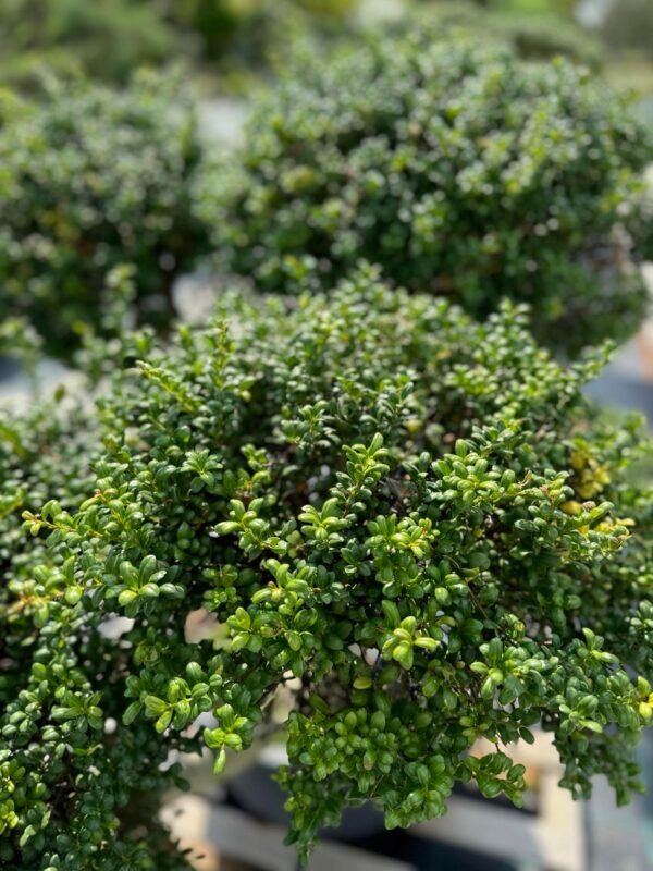 Formuotas bugienis Nr. 14 - Image 2