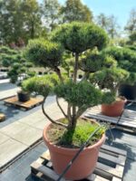 Formuota pušis Nr. 18