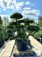 Formuota pušis Nr. 12