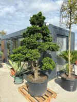 Formuotas puskiparisis Nr. 4