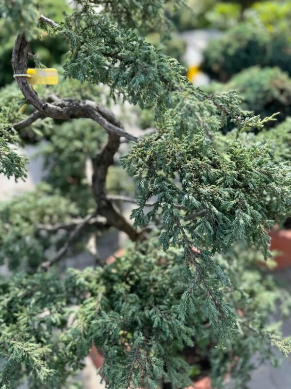 Formuotas kadagys Nr.2 - Image 2