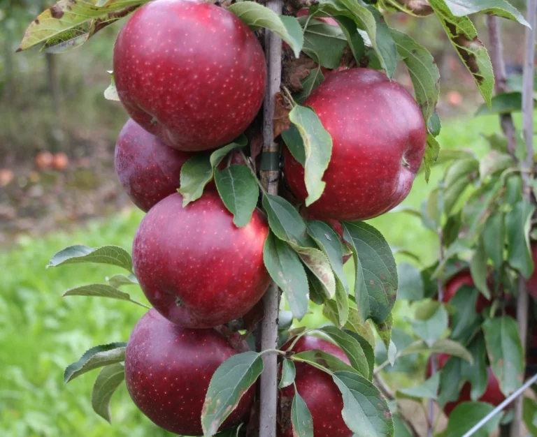 flamenco kolonine obelis