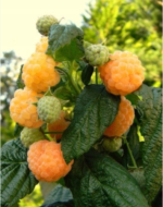 Avietė „Golden Queen“