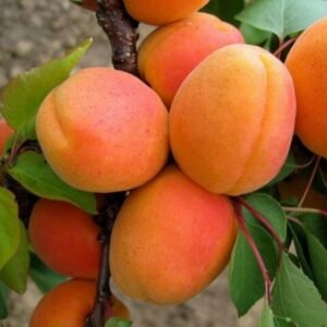 Abrikosas "Goldrich"