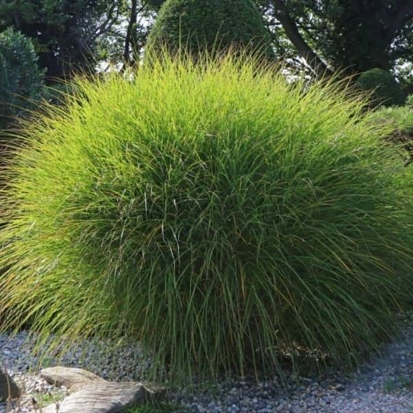 Kininis miskantas GRACILIMUS - Image 2