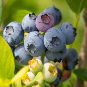 hanna's choise silage