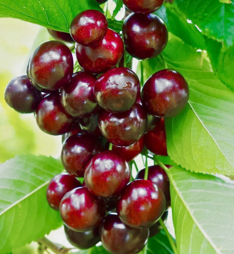 helena kolonine trense