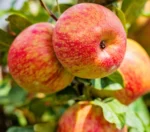 obelis honeycrisp