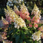 hortenzija pinky winky