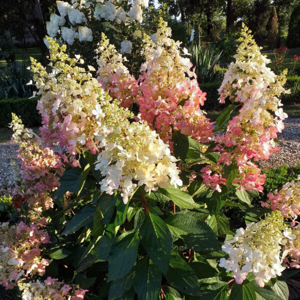 hortenzija pinky winky