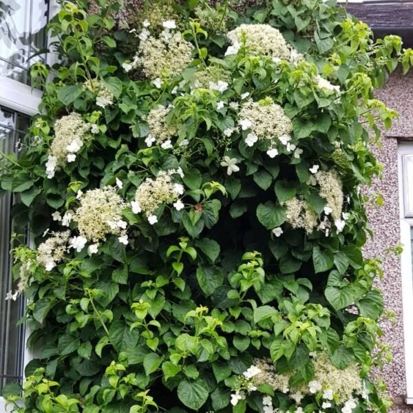 Hortenzija vijoklinė (Petiolaris) - Image 3