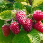 Avietė „Husaria“