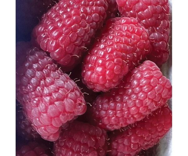 Avietė „Husaria“ - Image 2