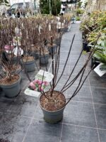 hortenzija pinky winky