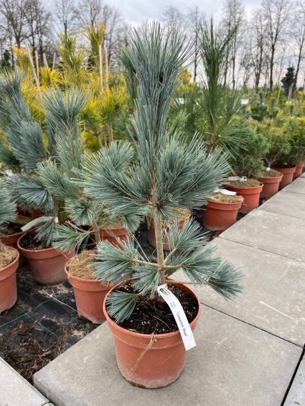 LANKSČIOJI PUŠIS 'CESARINI BLUE' - Image 2