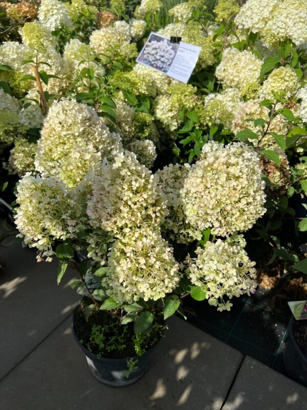 Šluotelinė hortenzija "BOBO" - Image 2