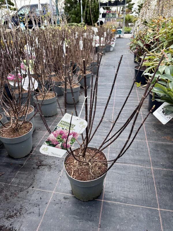 hortenzija pinky winky