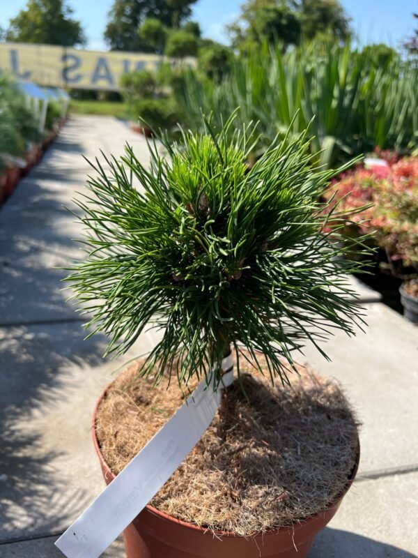 KALNINĖ PUŠIS 'VARELLA' - Image 2