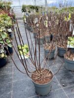 hortenzija limelight