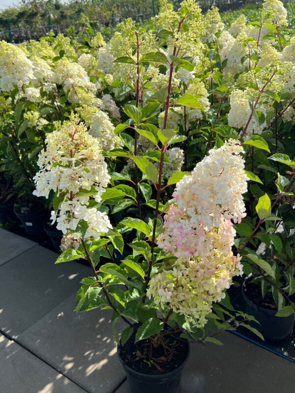 Šluotelinė hortenzija "Fraise Melba" - Image 2