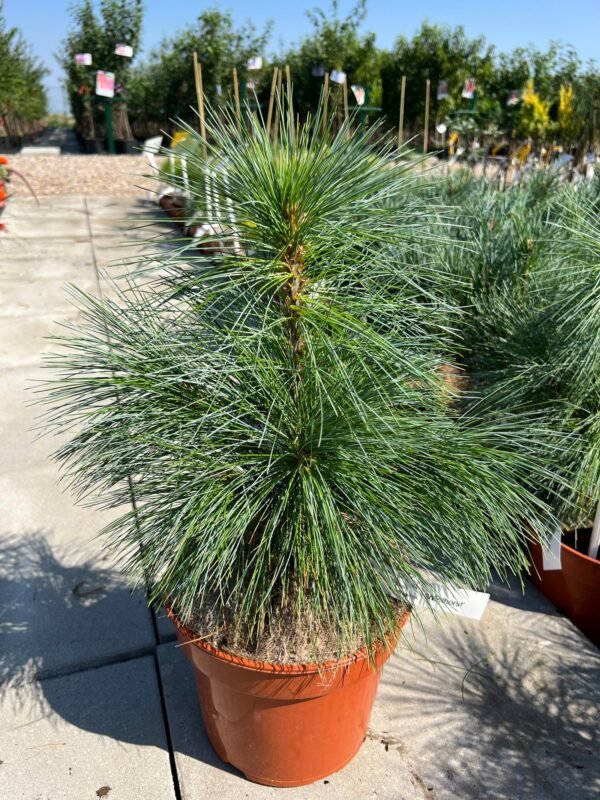 ŠVERINO PUŠIS 'WIETHORST' - Image 2