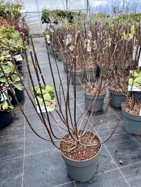 hortenzija limelight