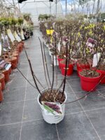 hortenzija fire light