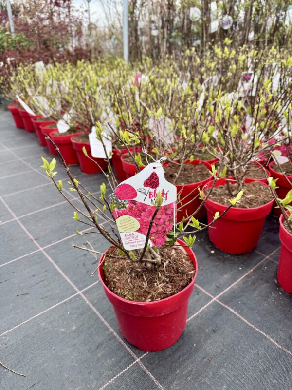 hortenzija bloodie marie