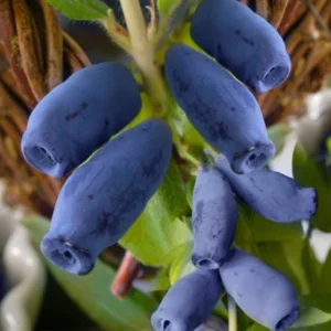 indigo gem sausmedis