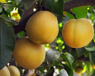 Azijietiška kriaušė