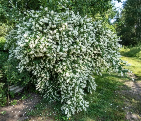 Darželinis jazminas - Image 2