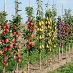 Koloniniai vaismedžiai